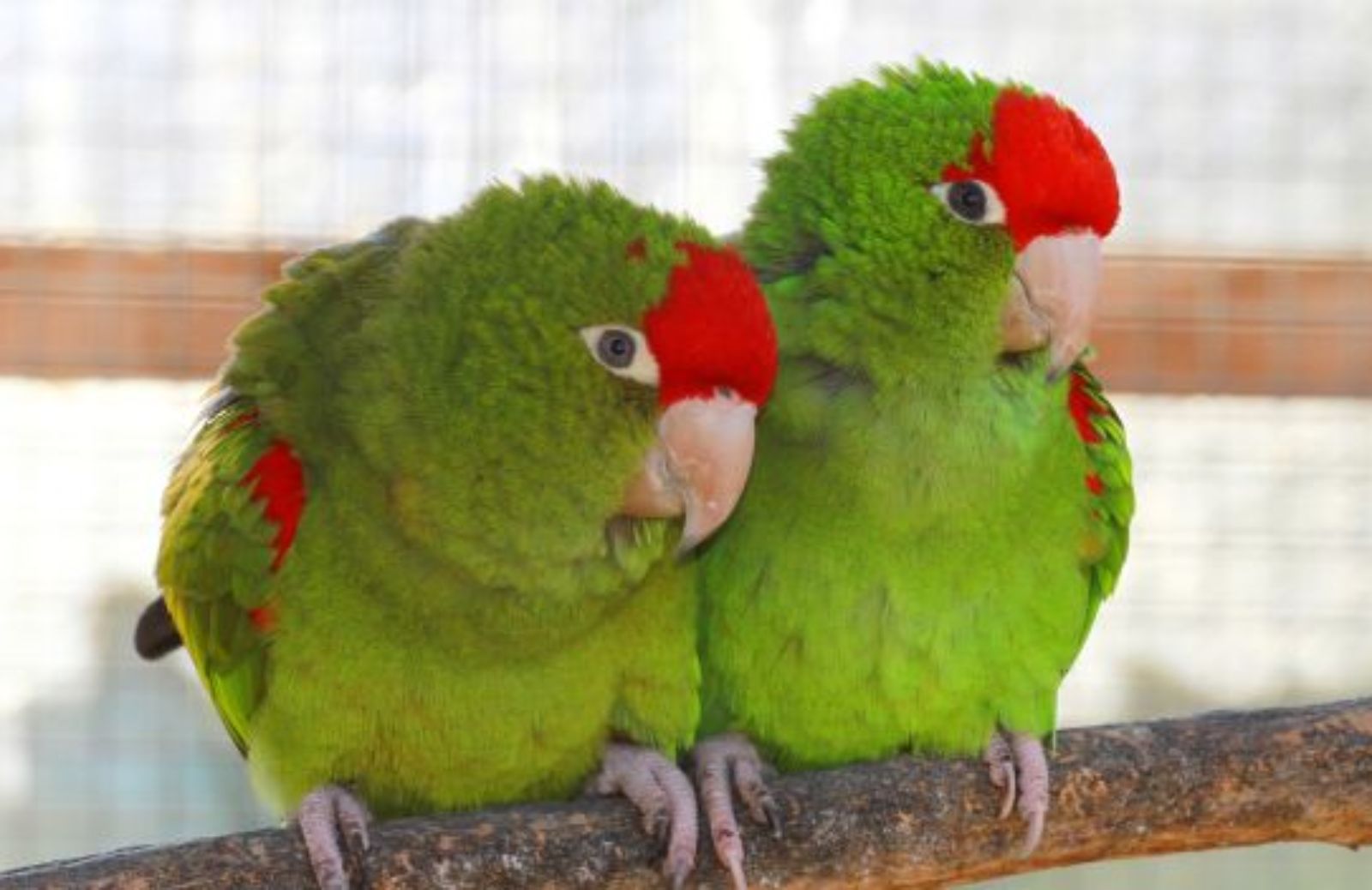 Come scegliere e collocare i posatoi per pappagalli e uccellini