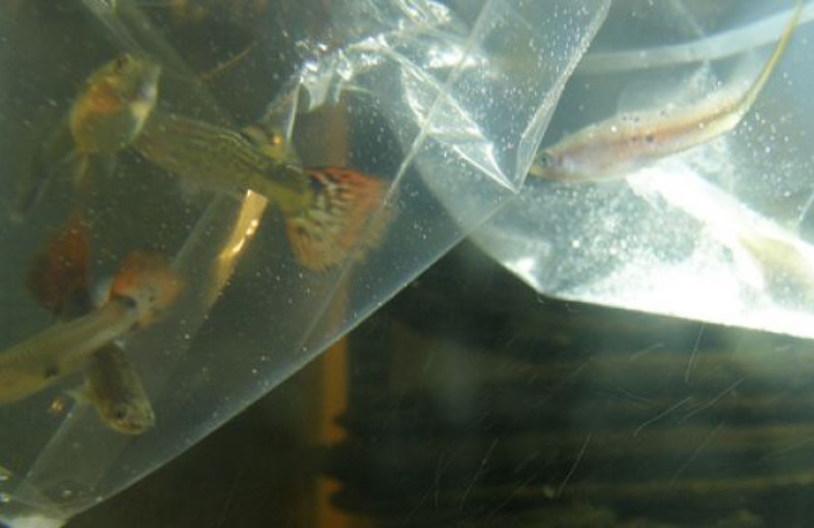 Come trasferire i pesci da un acquario a un altro