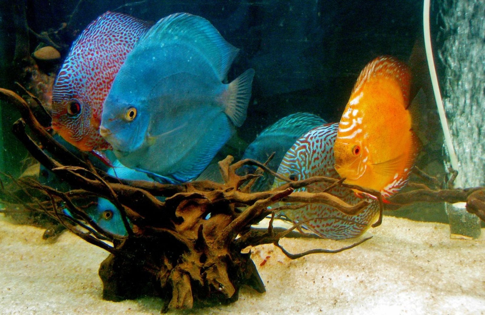Discus: la convivenza con altri pesci nell'acquario