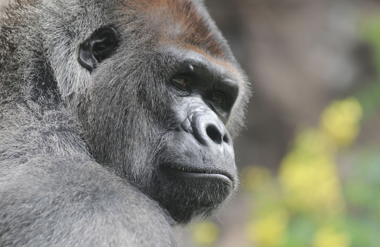 Gorilla a rischio estinzione per ebola e deforestazione