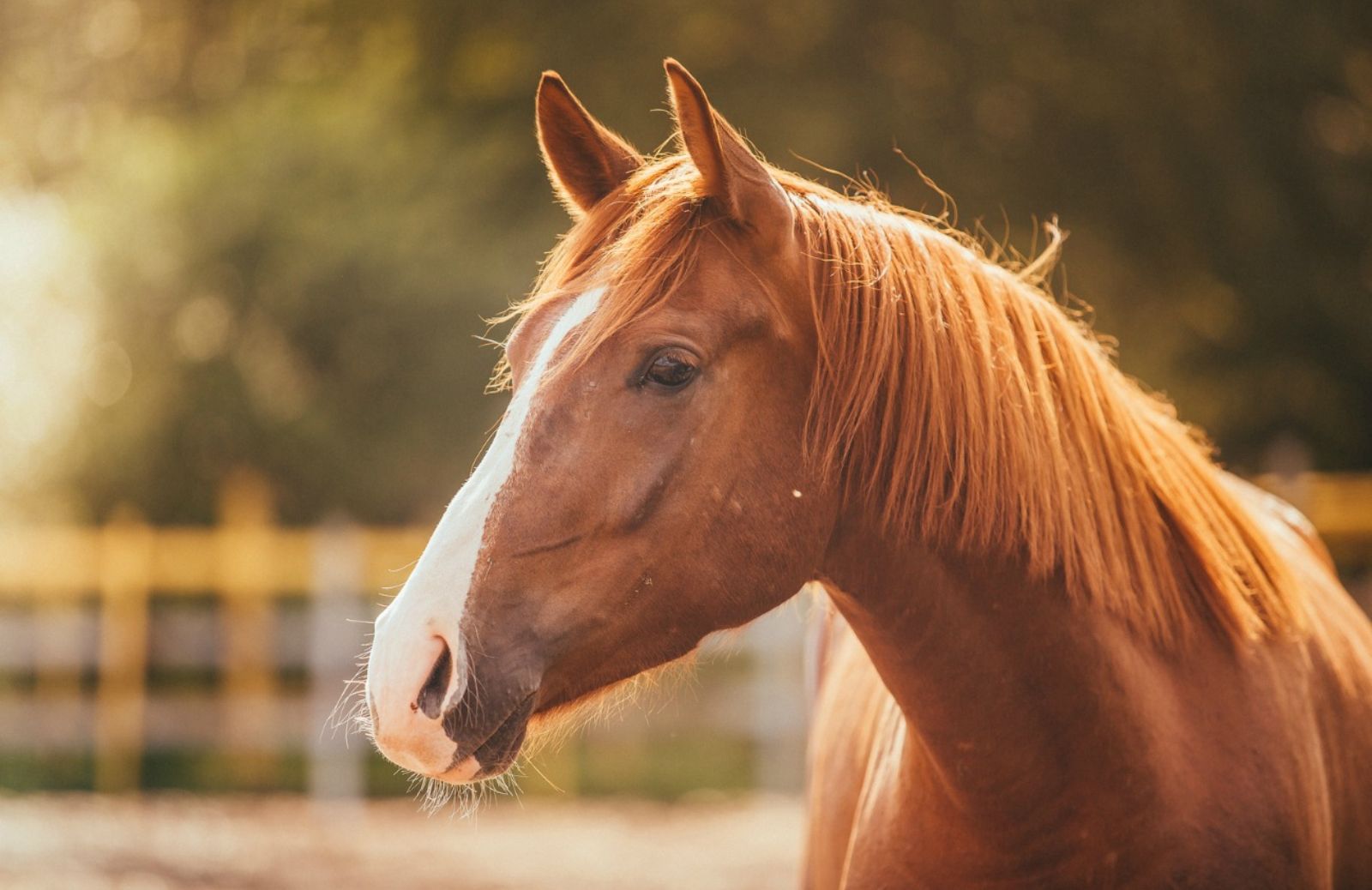 I cavalli riconoscono le emozioni umane