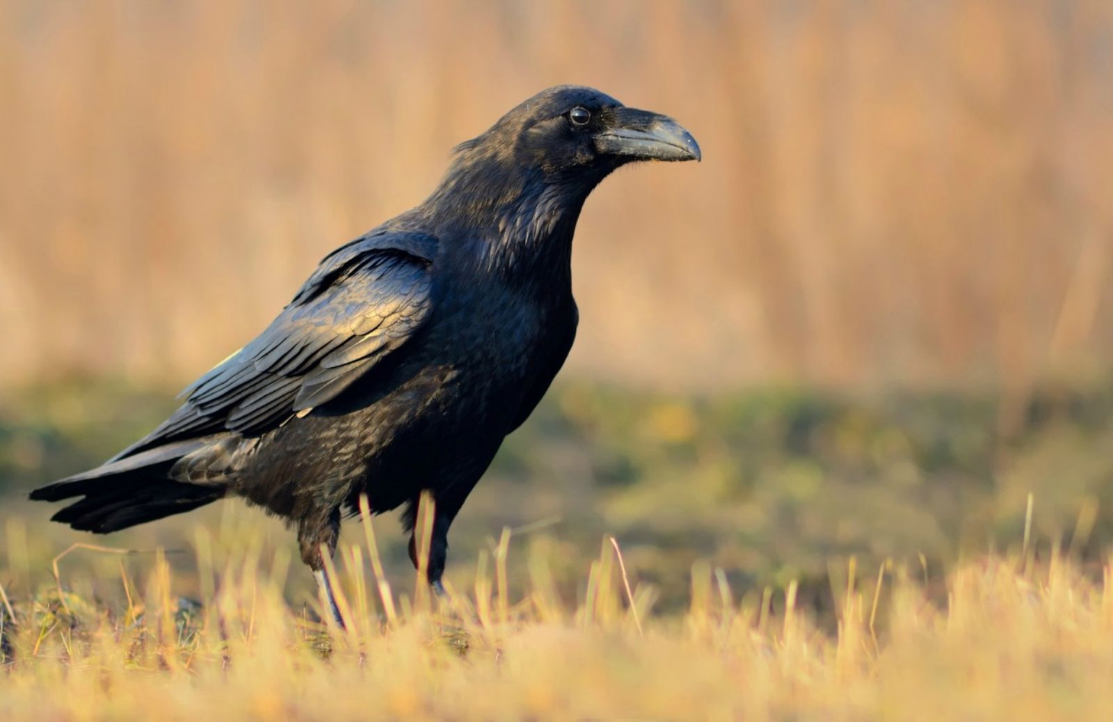 I corvi hanno una teoria della mente 