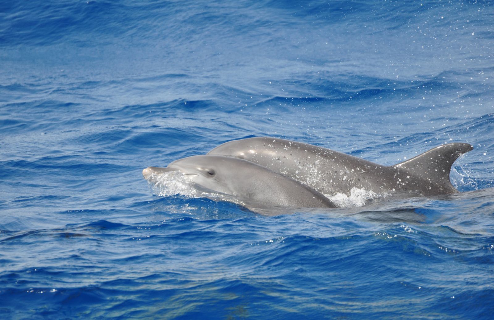 I delfini rischiano l'estinzione:un patto per salvarli