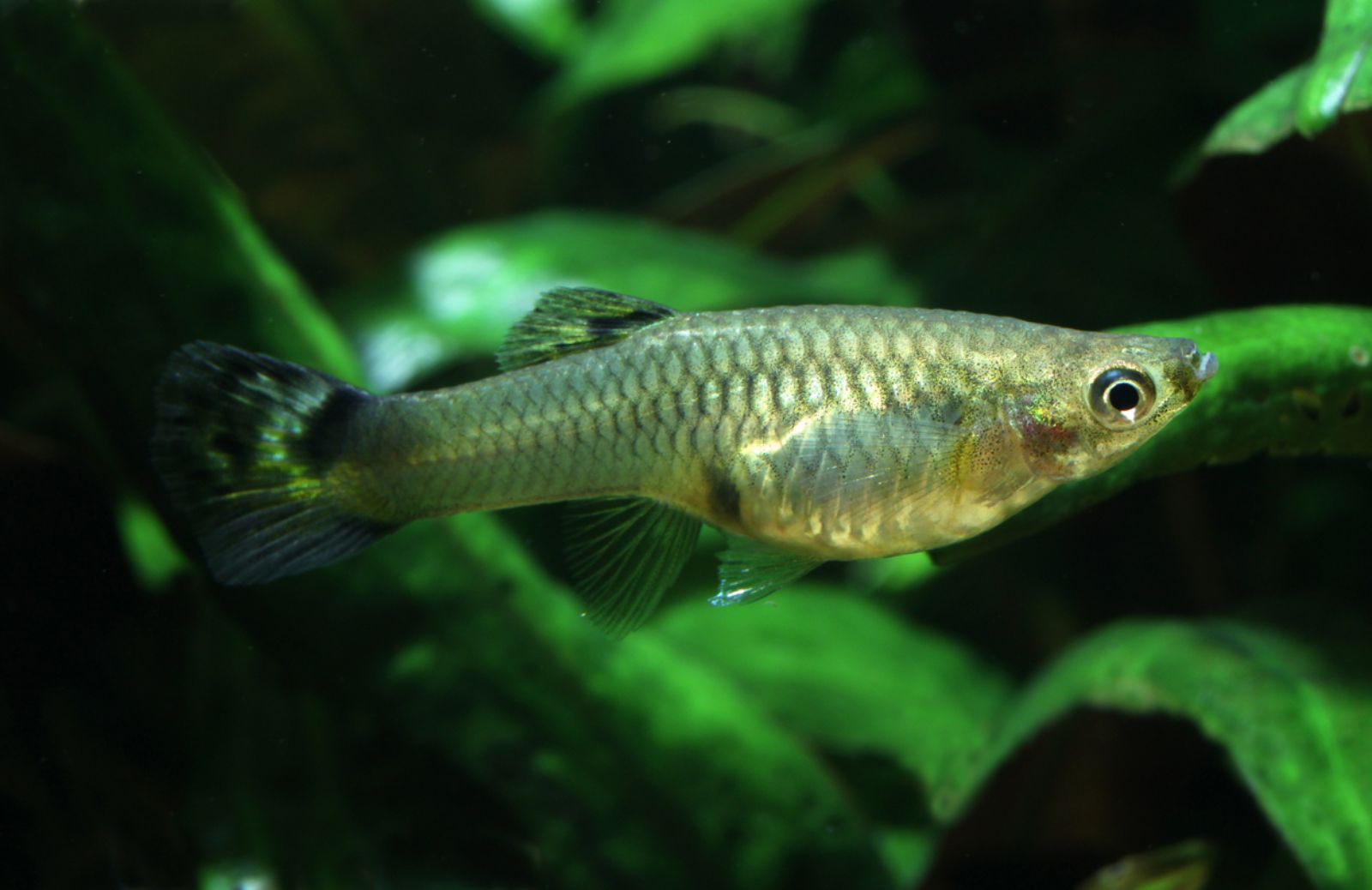 I pesci femmine Guppy nuotano meglio per sfuggire ai maschi