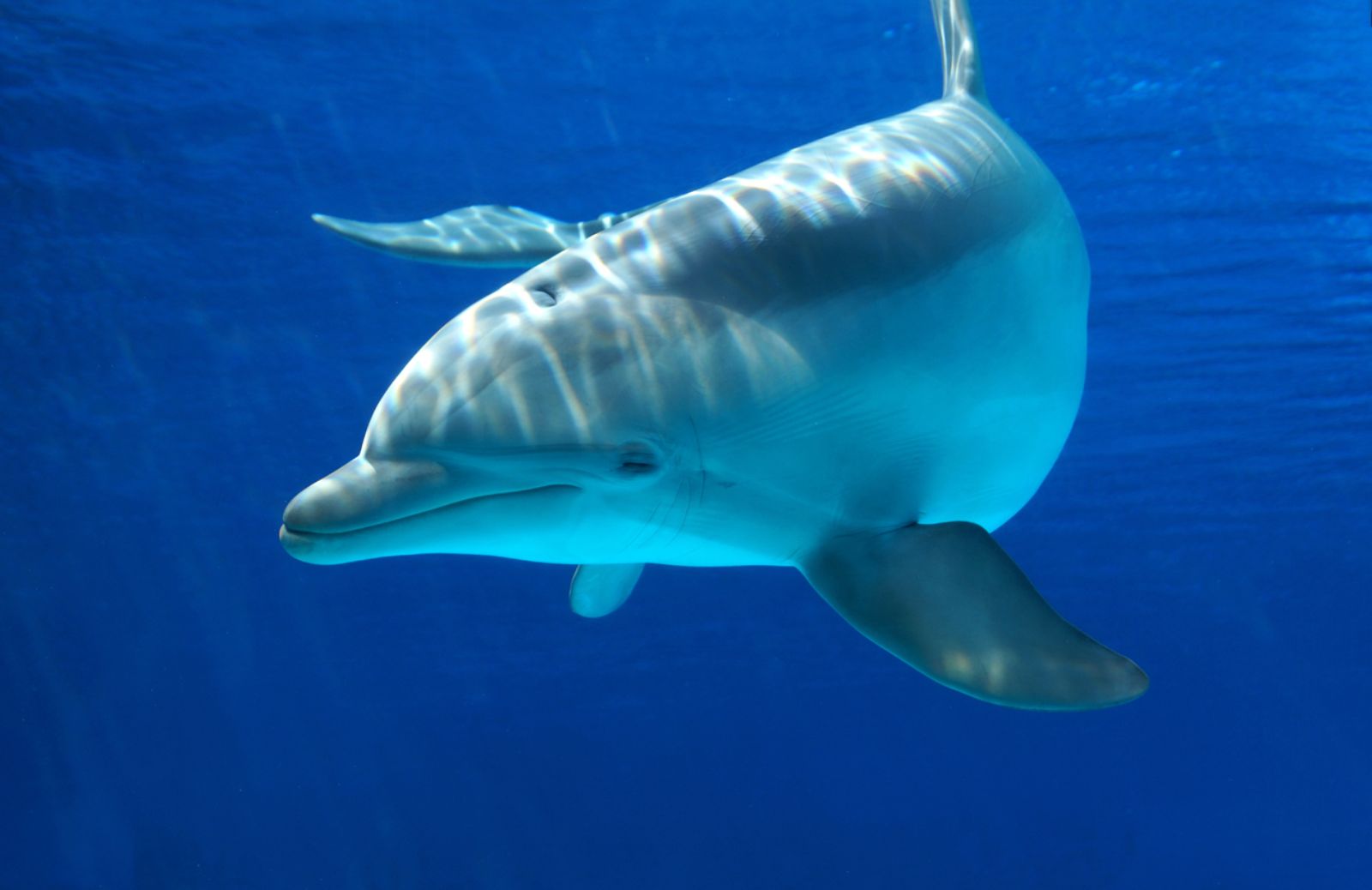 In Australia nuova specie di delfino Sousa
