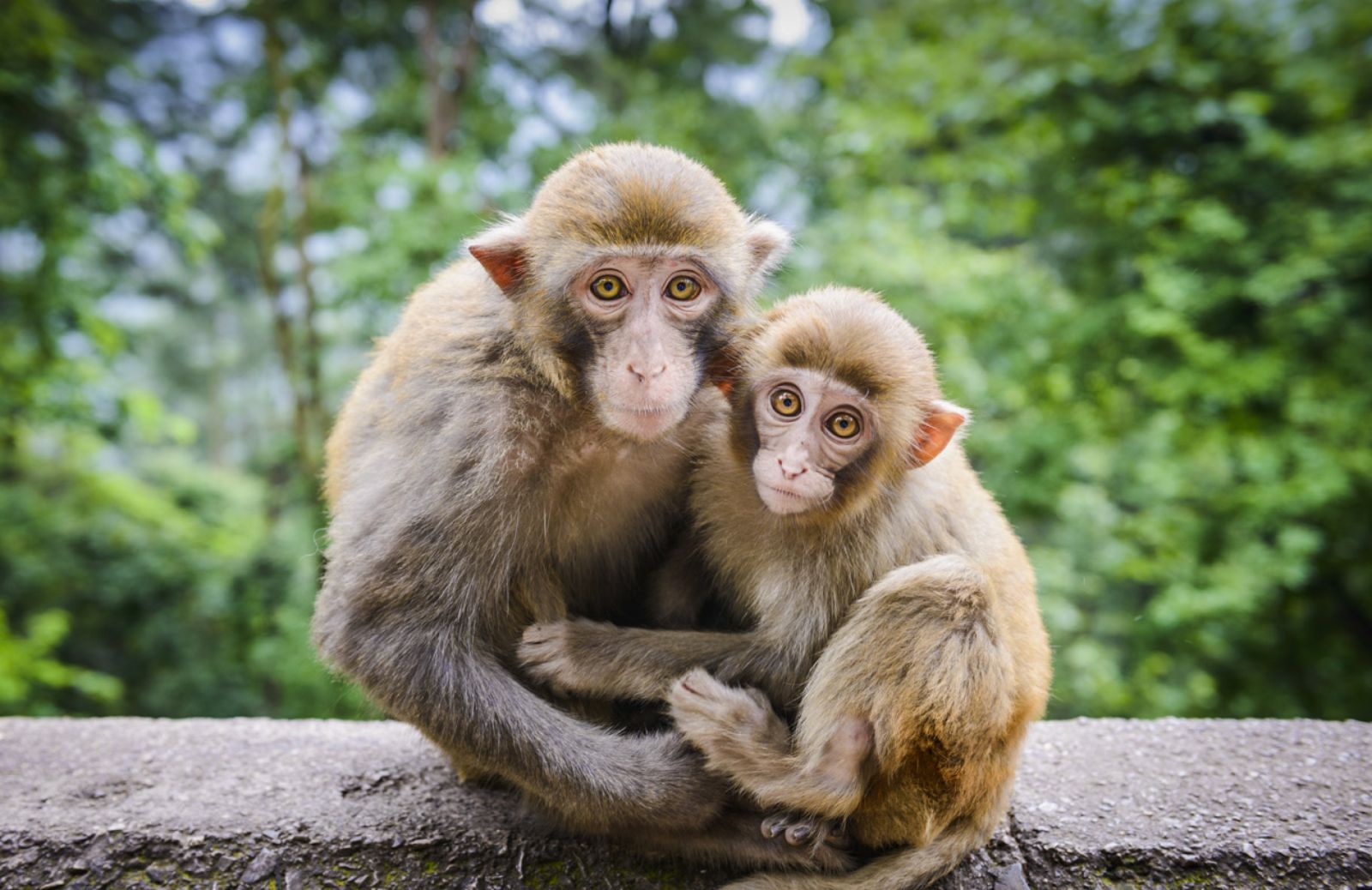 Le scimmie scoraggiano gli incroci sessuali cambiando i tratti facciali 