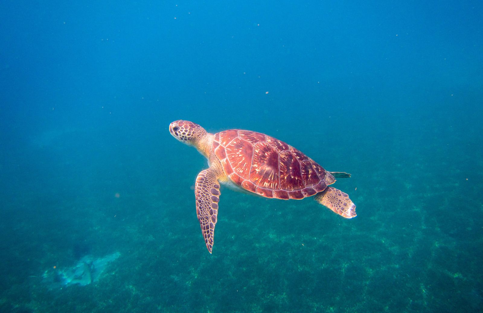 Le tartarughe marine rischiano di scomparire in Kenya 