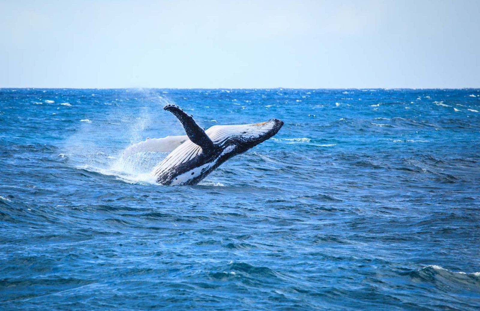 Onu: stop alla cattura di delfini e balene 
