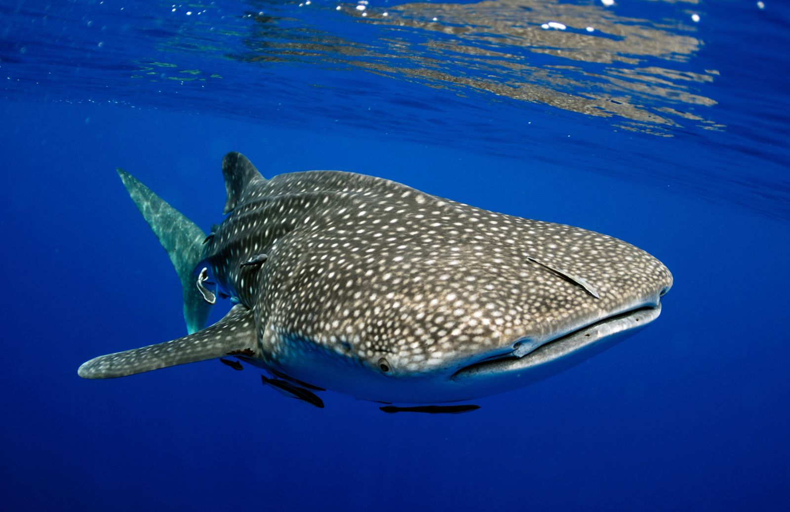 Tutto sullo squalo balena: il pesce più grande del mondo