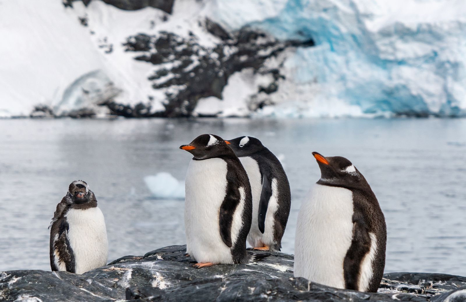 Animali antartici: i principali animali del Polo Sud 