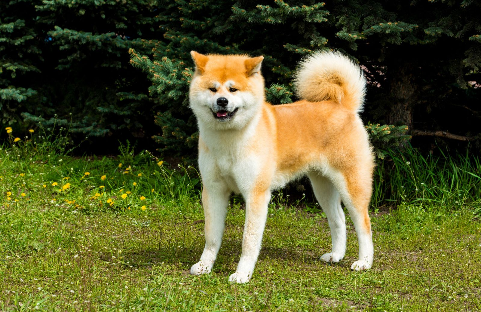 Akita inu: tutto sul cane giapponese più venduto