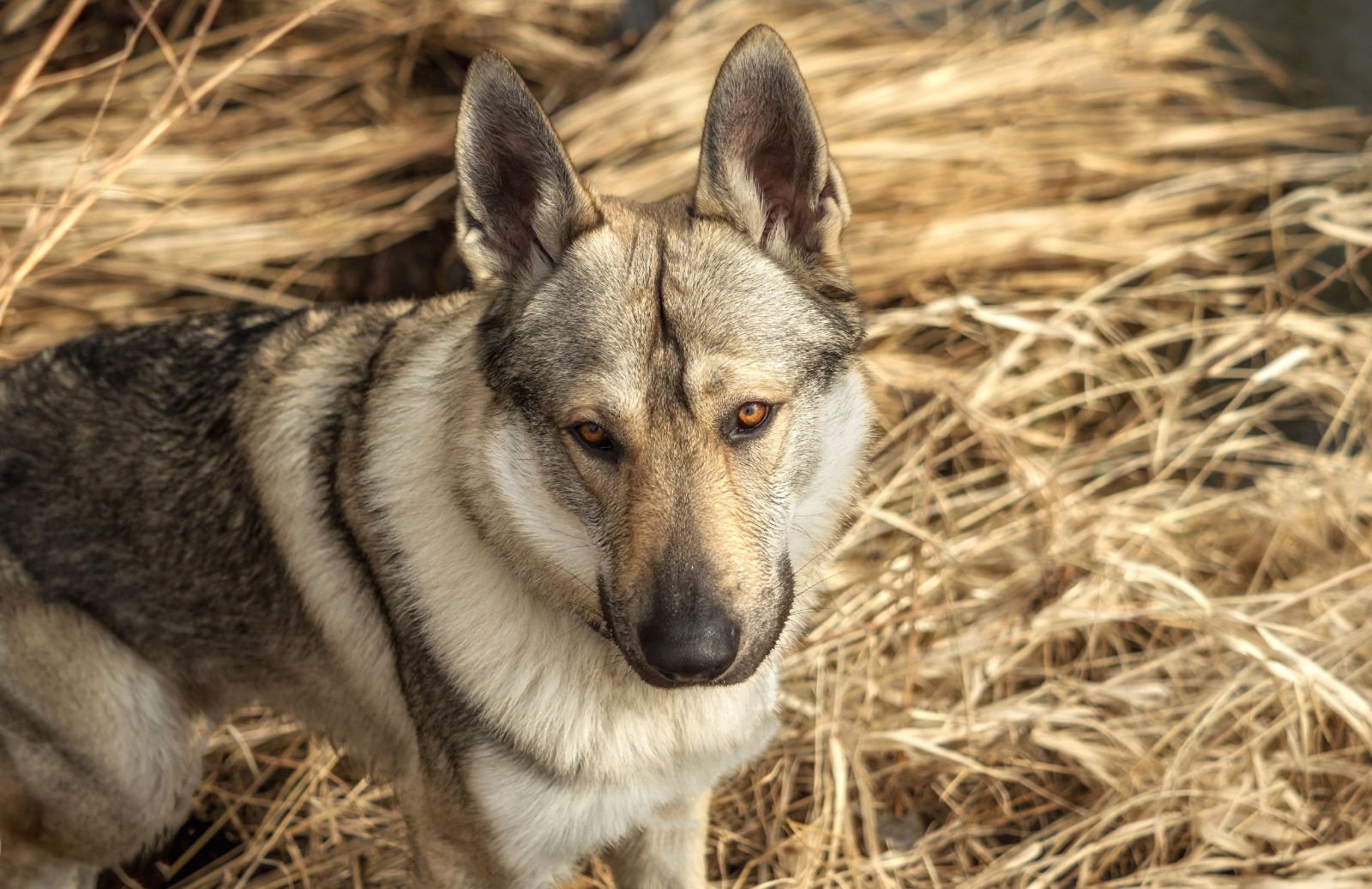 Cane lupo cecoslovacco: le caratteristiche principali