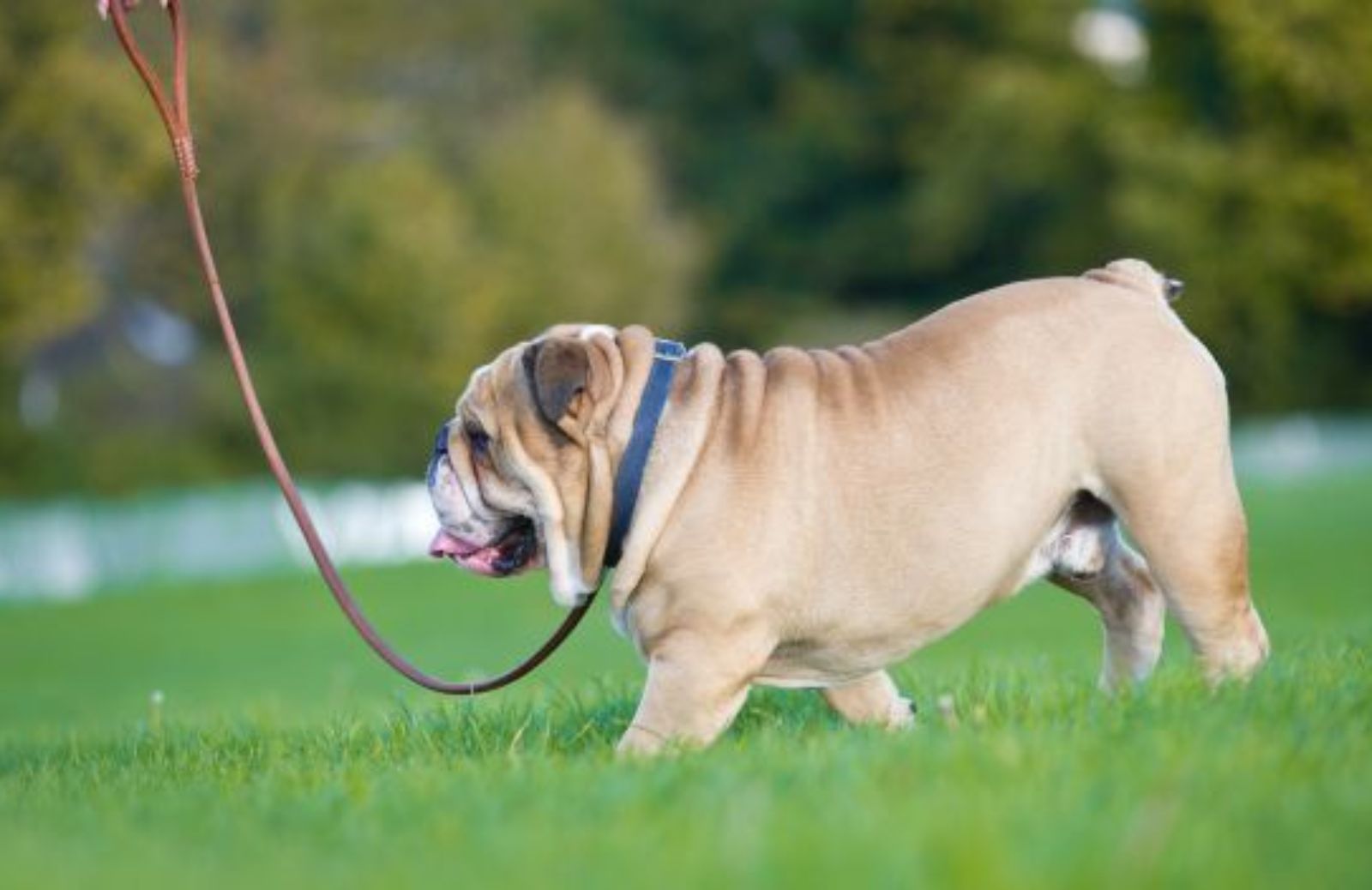 Come cambiano le regole per i proprietari di cani: guinzaglio e obbligo di museruola