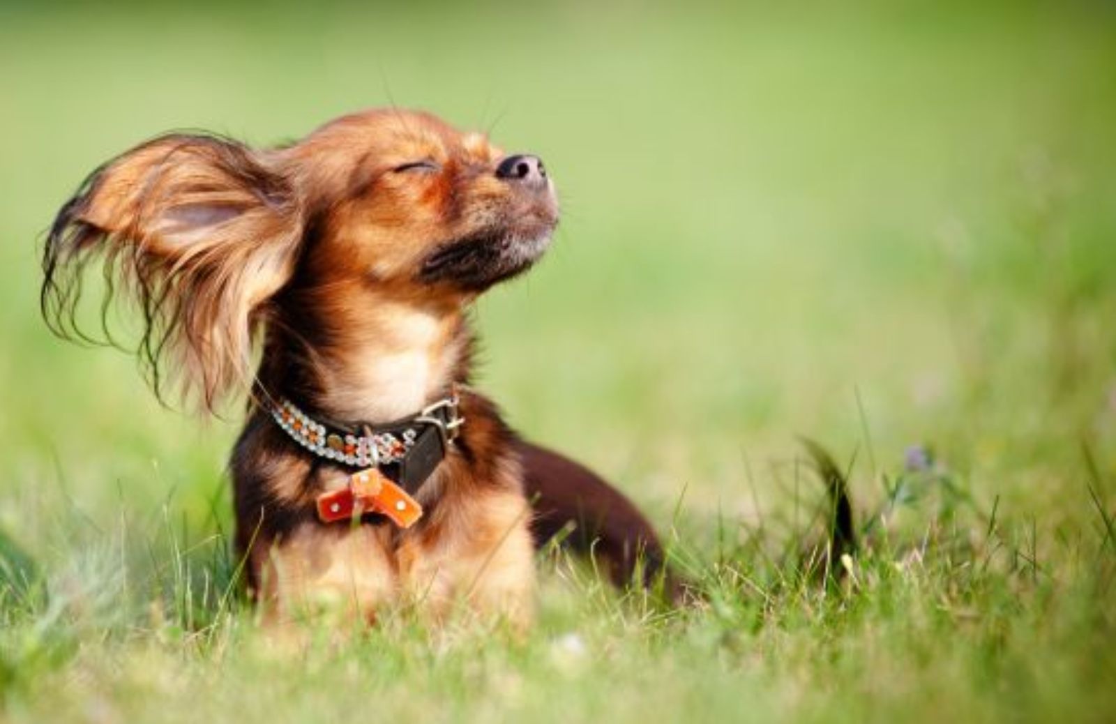Come capire quando il sole è pericoloso per gli occhi del cane