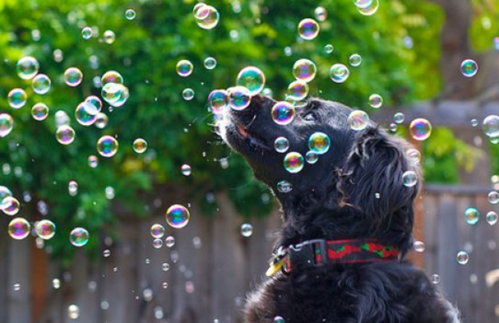 Come far giocare il cane con le bolle di sapone
