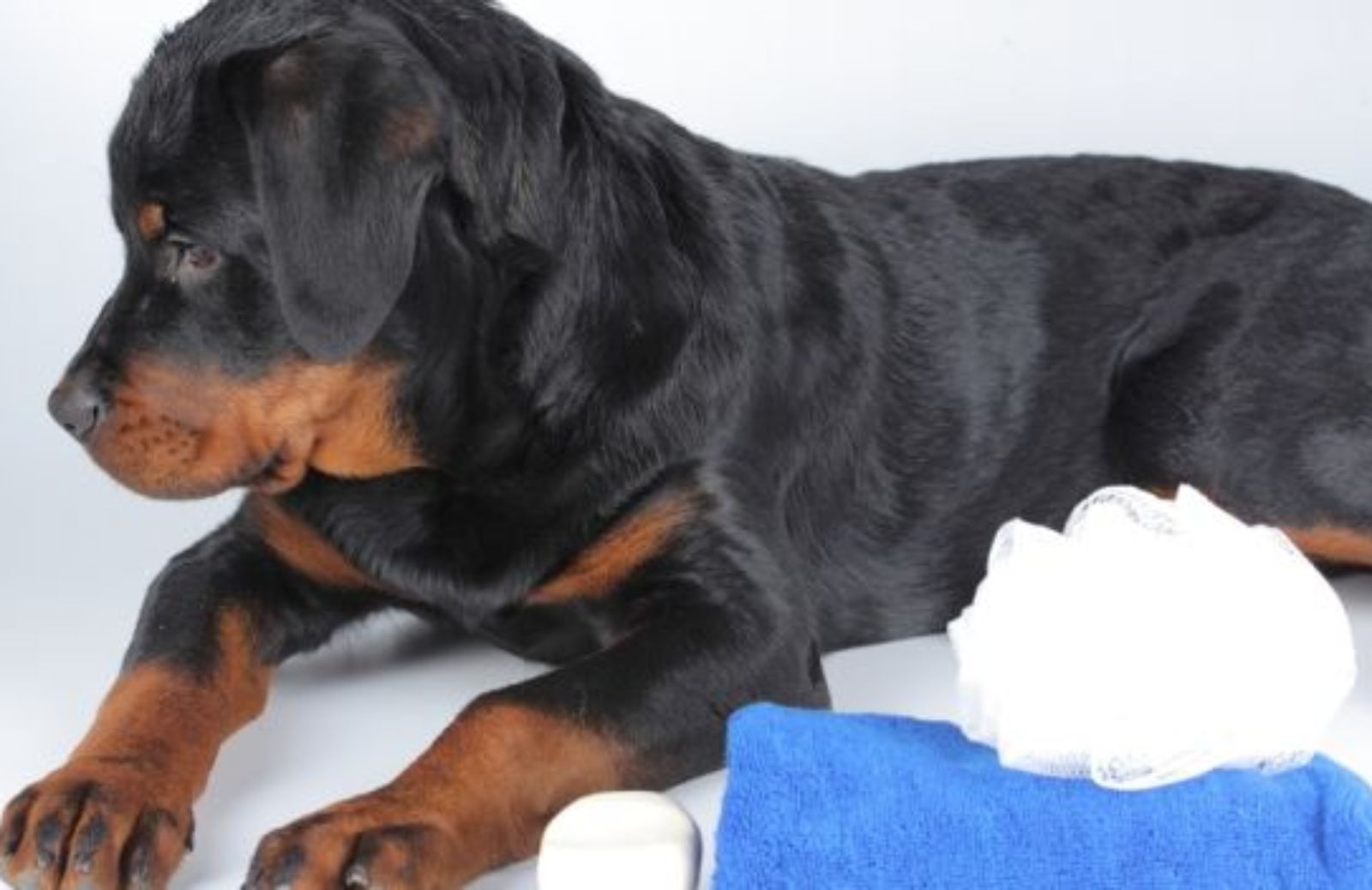 Come prendersi cura del proprio cane: la pulizia di orecchie, denti e unghie