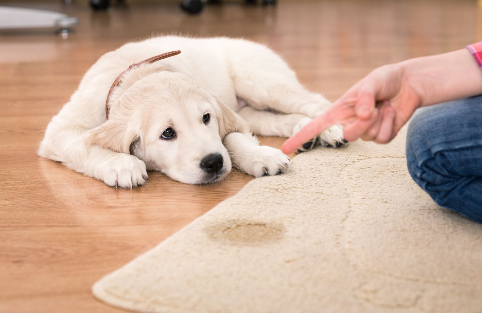 Cuccioli di cane: come insegnar loro a fare i bisogni fuori casa