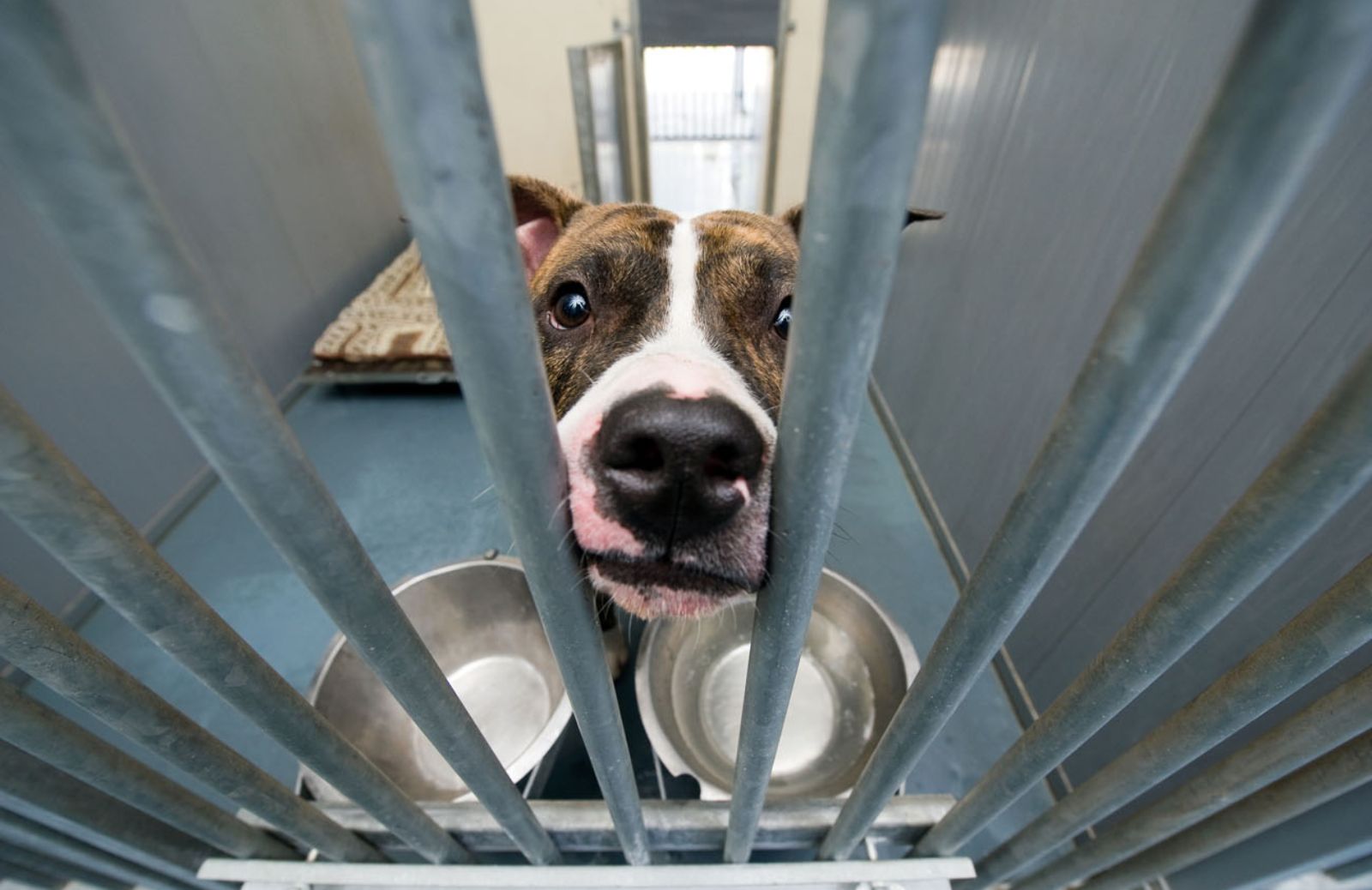 Negli Usa cani in carcere per aiutare i detenuti