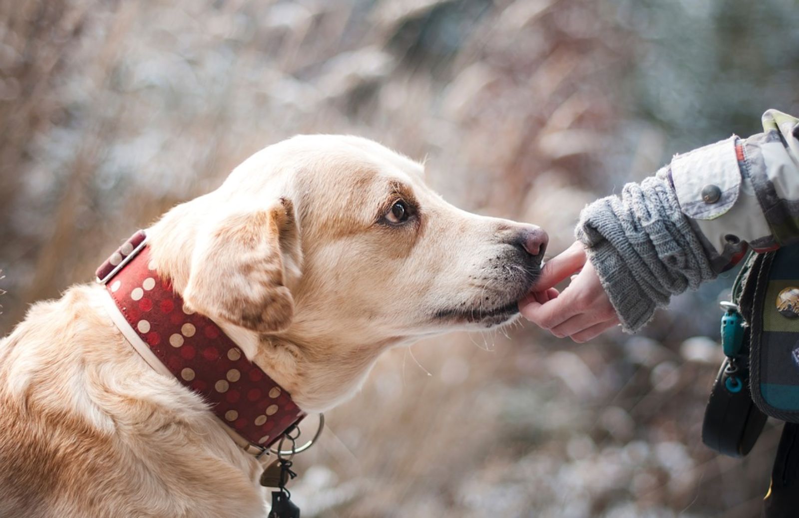 Razze di cani: quali sono le più adatte alla pet therapy? 