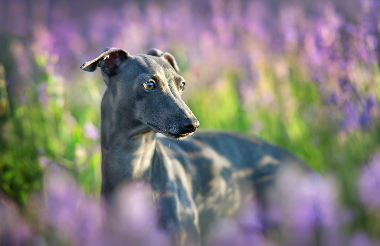 Greyhound, il levriero inglese: le caratteristiche