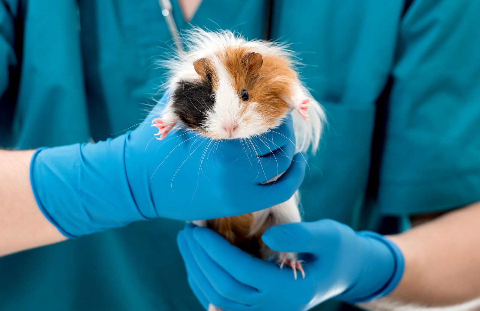 Cavie da laboratorio: come funziona la sperimentazione animale in Italia
