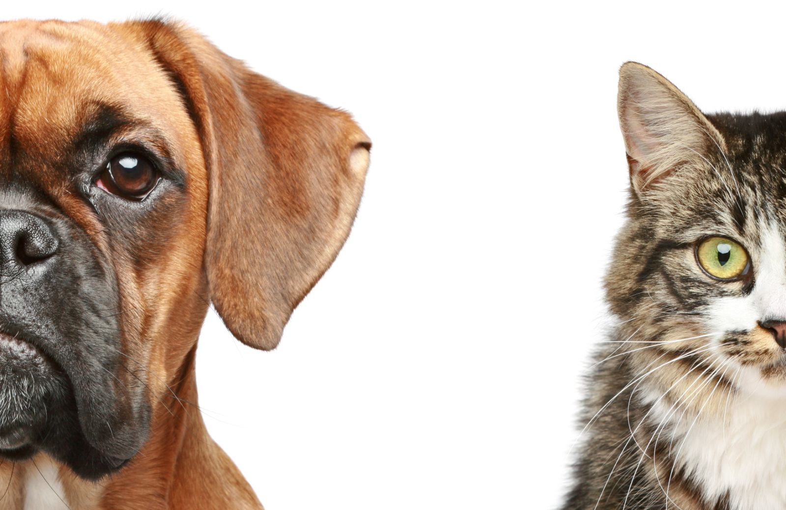 Come affrontare le allergie in cani e gatti