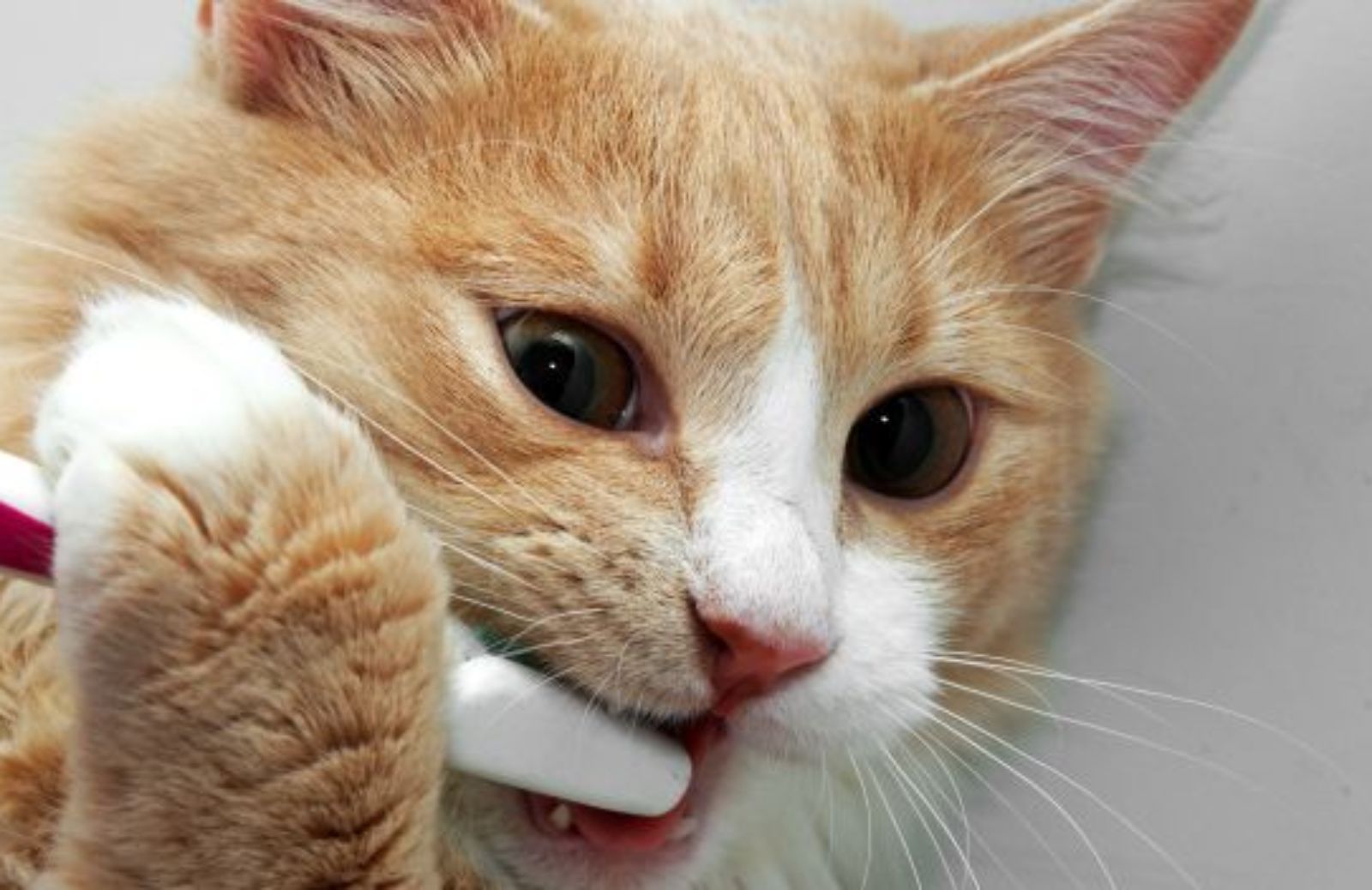 Come capire se cani o gatti hanno problemi ai denti