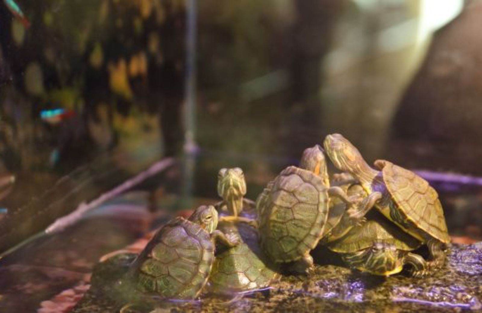 Come creare un acquaterrario per tartarughe