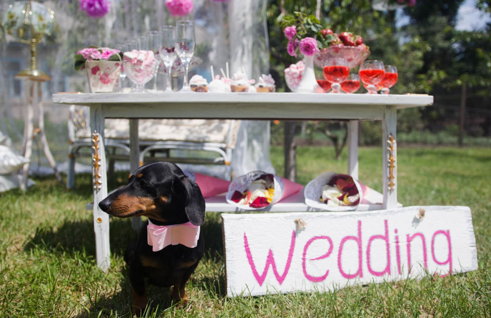 Come diventare wedding dog sitter