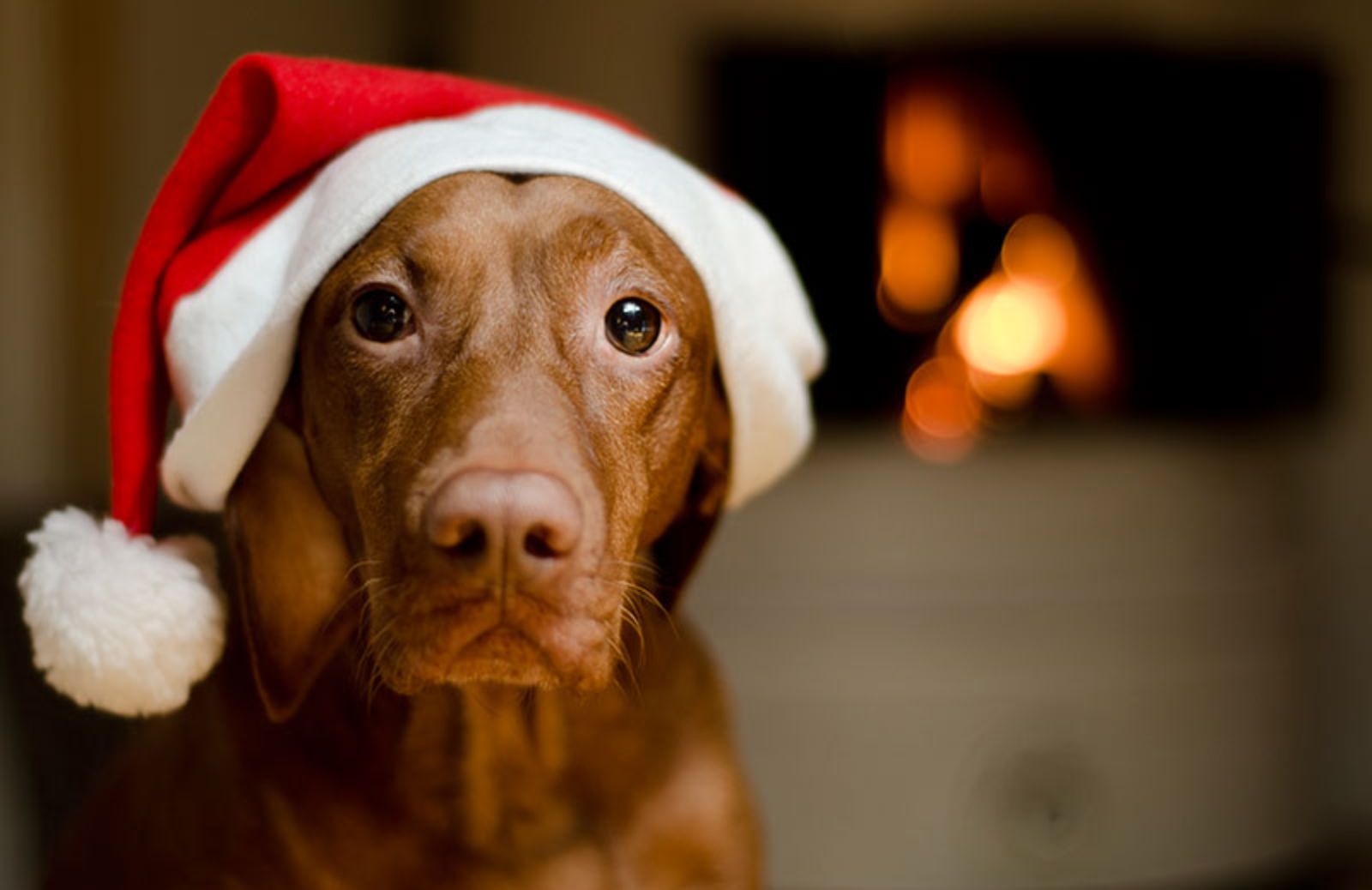Come proteggere gli animali domestici dallo stress di Natale