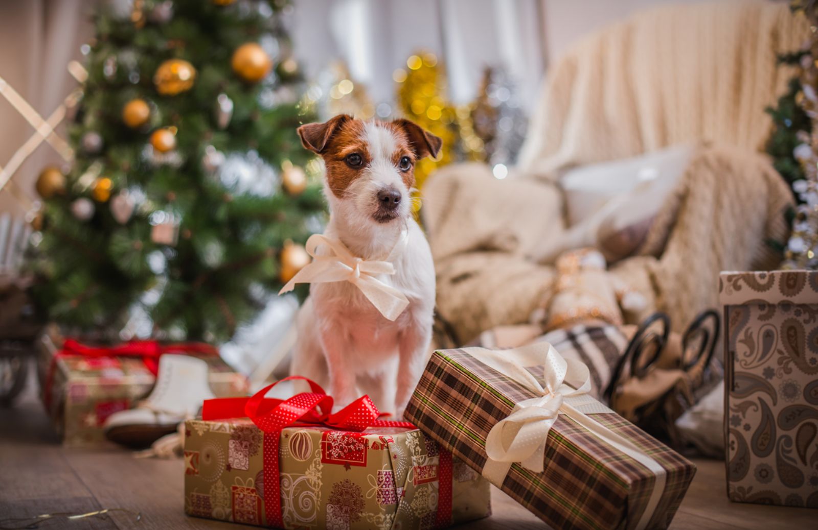 Come scegliere i regali di Natale per gli animali domestici
