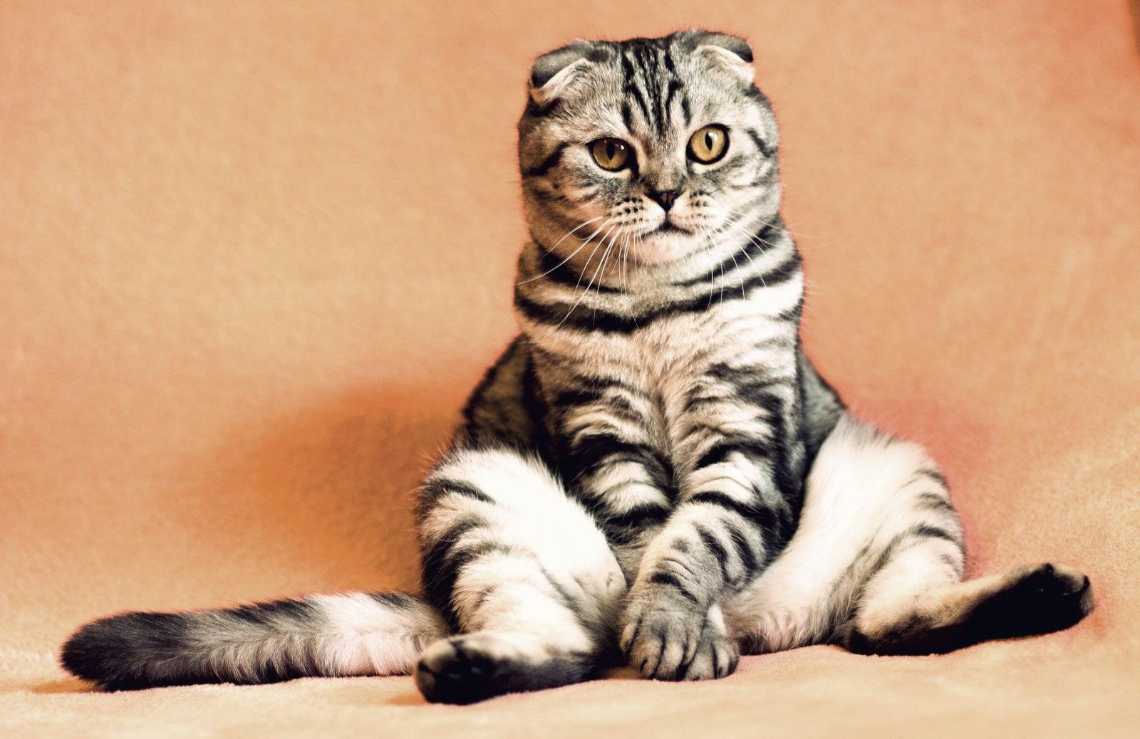 Oroscopo degli animali: di che segno è il tuo gatto?