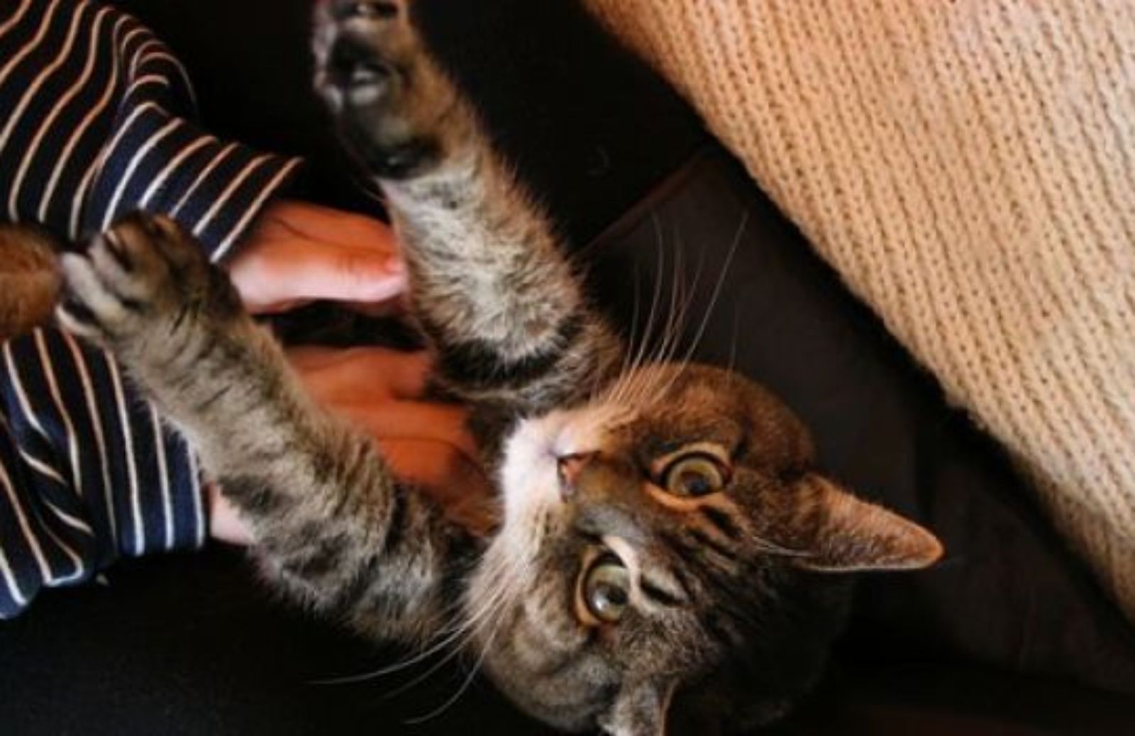 Come fare un massaggio rilassante al gatto