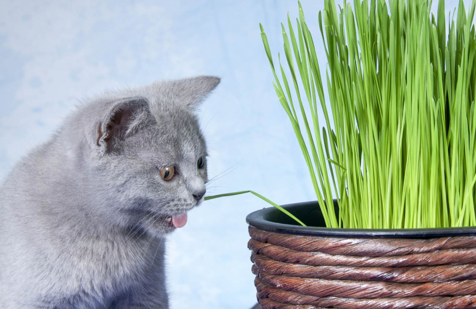 Come prevenire gli effetti collaterali dell’erba gatta 