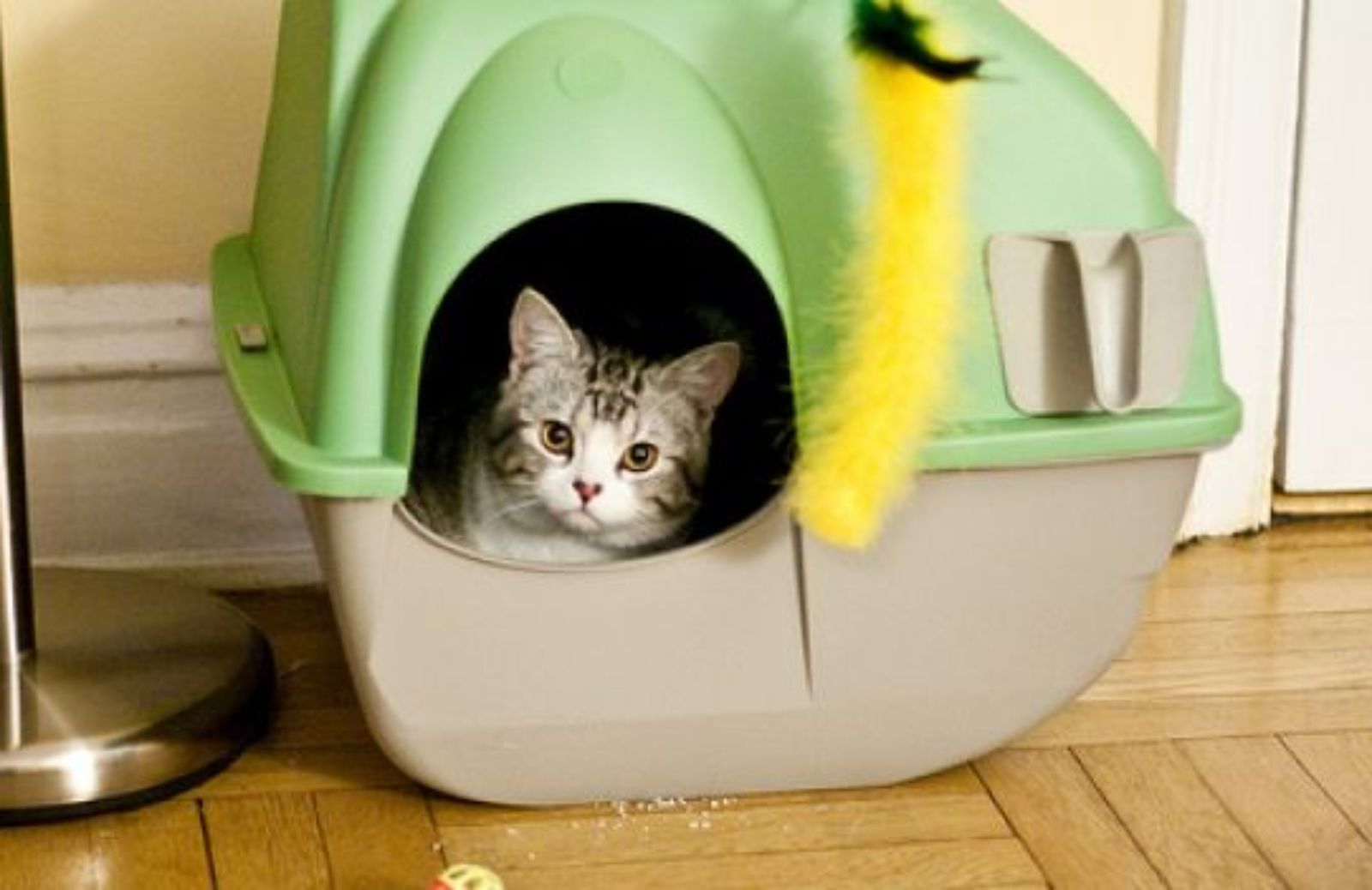 Come scegliere la cassettina igienica per il gatto