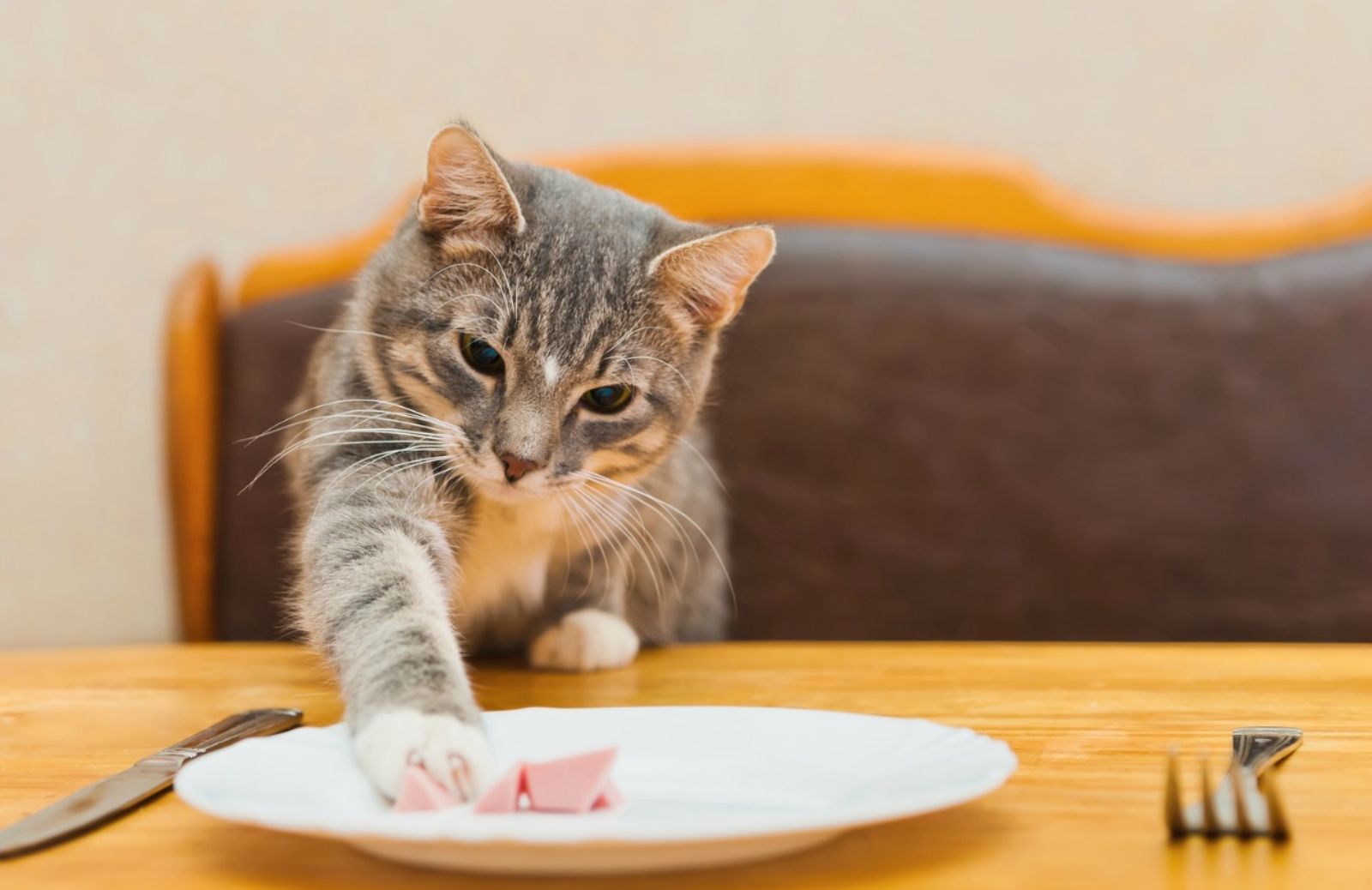 Perché i gatti sono così schizzinosi con il cibo?