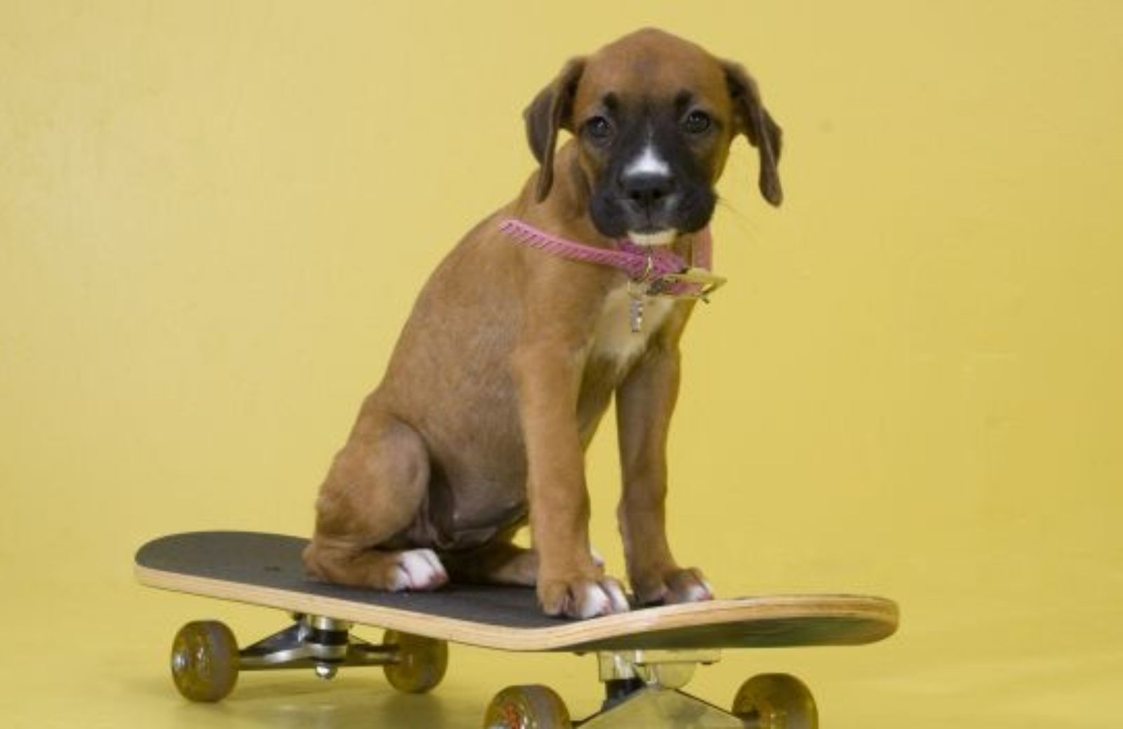 Come insegnare al cane ad andare sullo skateboard