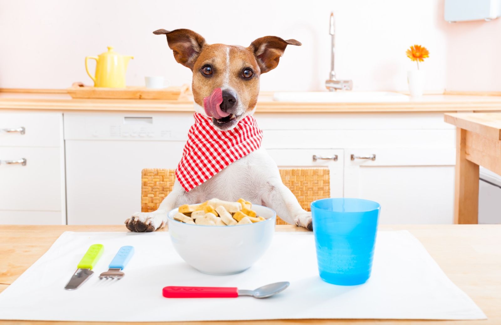 Alimentazione del cane: come e quanto dargli da mangiare