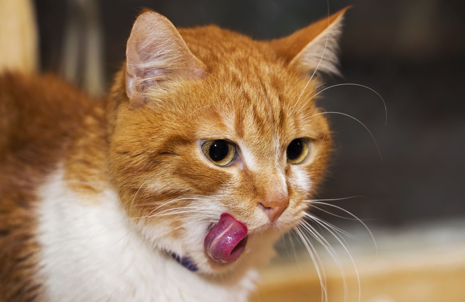 Alimentazione del gatto: quanto mangia un Micio?