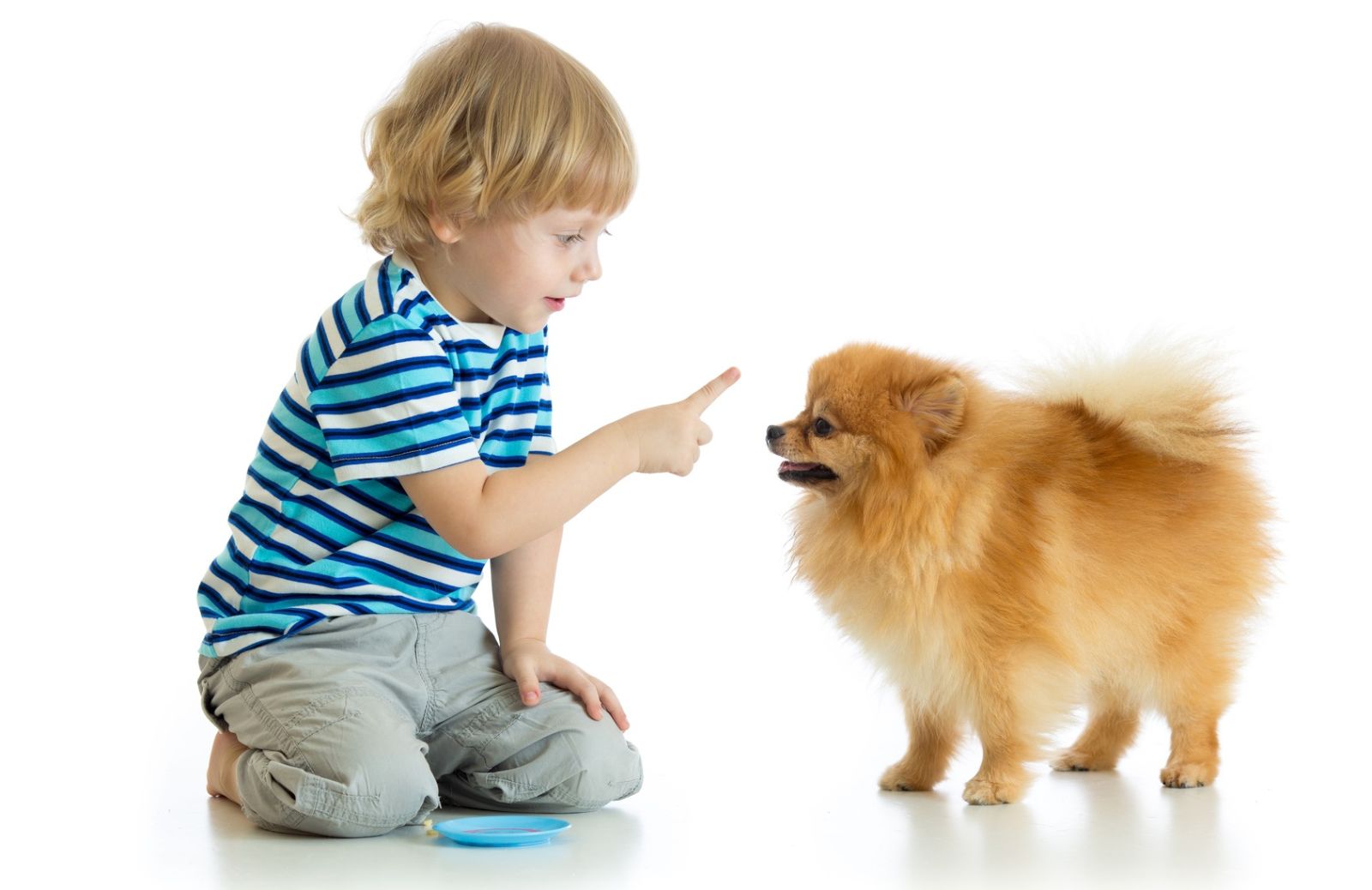 Come insegnare al cane i comandi: “seduto”, “resta”, “vieni”, “no”