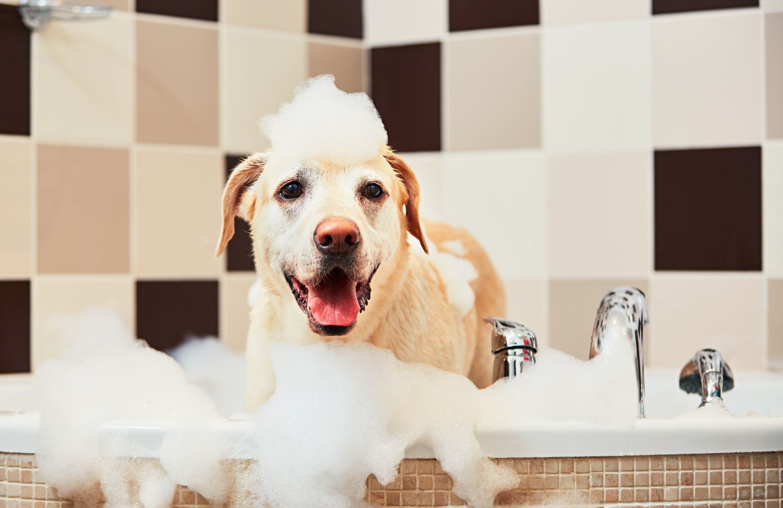 Fare il bagno al cane in inverno: si o no?