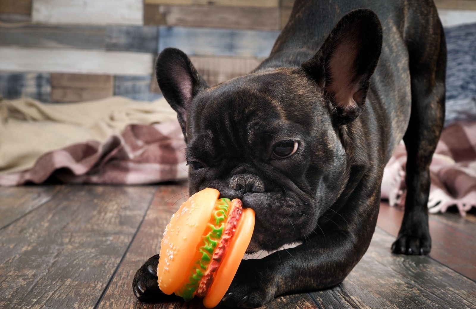 Hamburger mania: quando l'alimentazione del cane è sana ma 