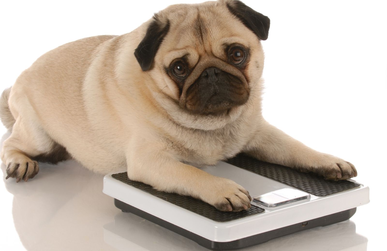 Il tuo cane è in sovrappeso? Come farlo dimagrire con i giocattoli interattivi