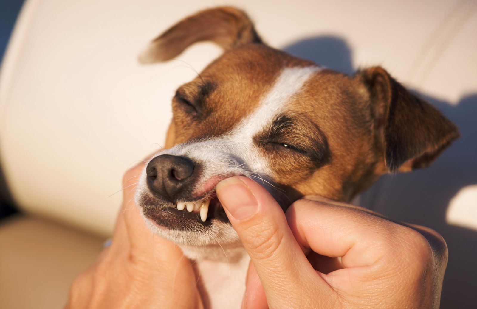 Il tuo cane ha un disturbo gengivale? Ecco come riconoscerlo
