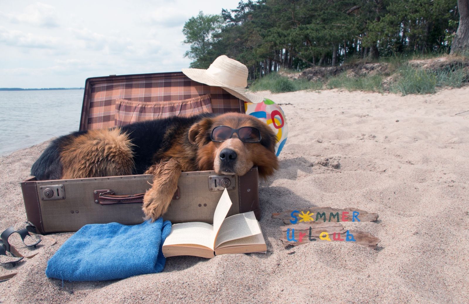 In vacanza col cane: ecco come giocare in spiaggia