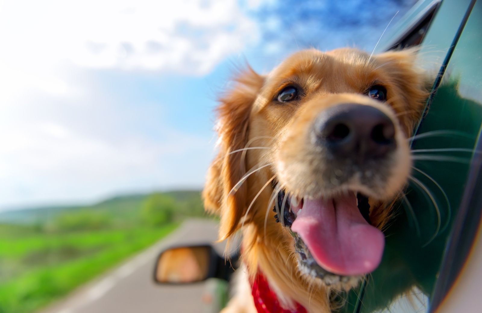 In viaggio col cane: come affrontare gli spostamenti con un occhio di riguardo all’igiene