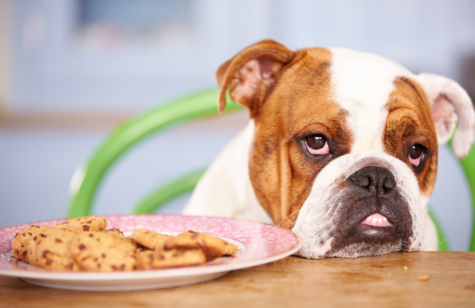 Inappetenza estiva: come fare se il tuo cane non mangia per il caldo