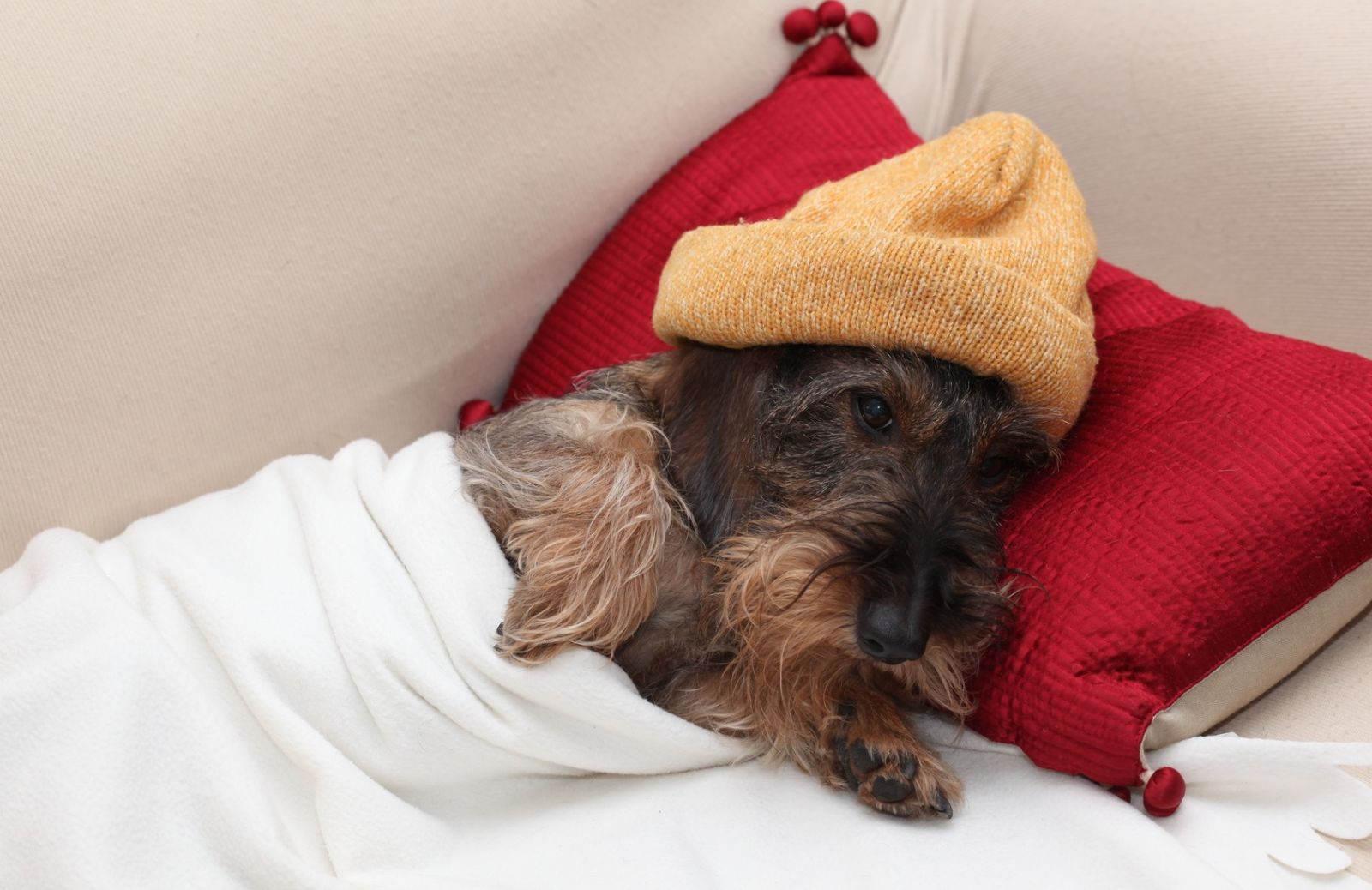 Inverno: 5 modi per proteggere il cane dagli sbalzi di temperatura