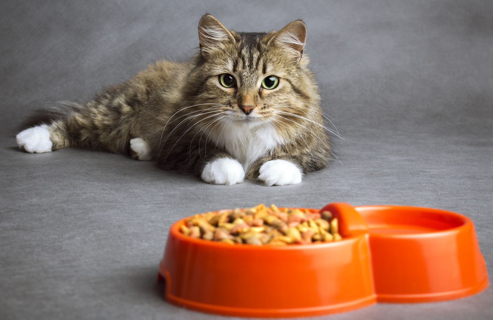 La dieta del gatto in estate: cosa mettere nella ciotola