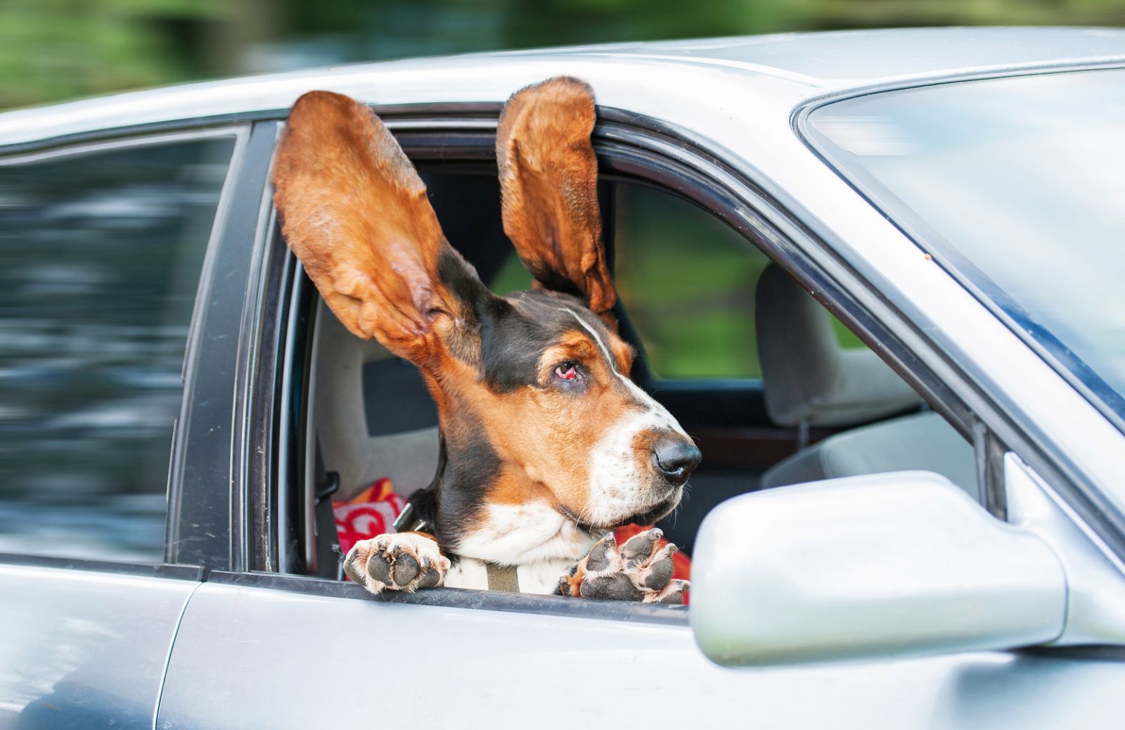 La pulizia delle orecchie del cane: ecco come fare